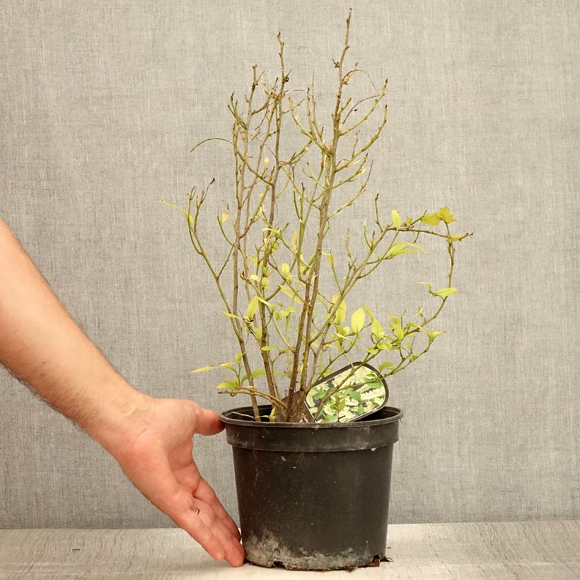Esemplare di Itea virginica Vaso da 3L/4L consegnato in estate