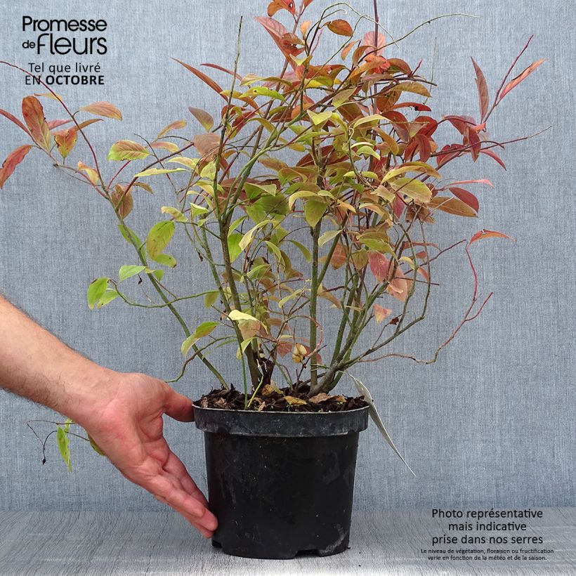 Esemplare di Itea virginica Henry's Garnet Vaso da 2L/3L come consegnato in autunno
