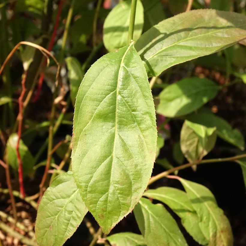 Itea virginica Love Child (Fogliame)