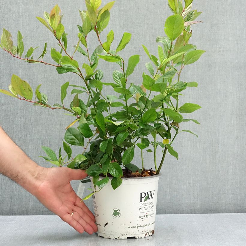 Esemplare di Itea virginica Scentlandia Vaso da 4L/5L consegnato in estate