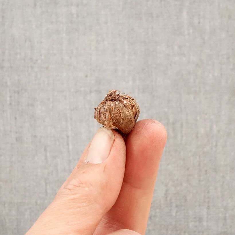 Ixia paniculata Eos Bulbo taglia 5+ esemplare consegnato in primavera