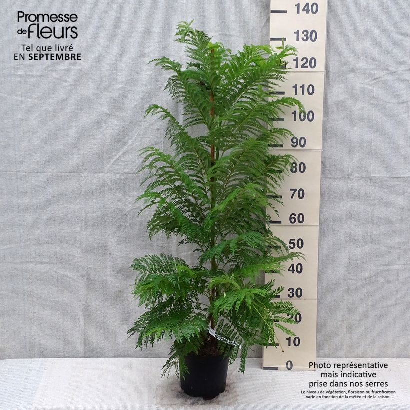 Esemplare di Jacaranda mimosifolia Vaso da 4L/5L come consegnato in autunno