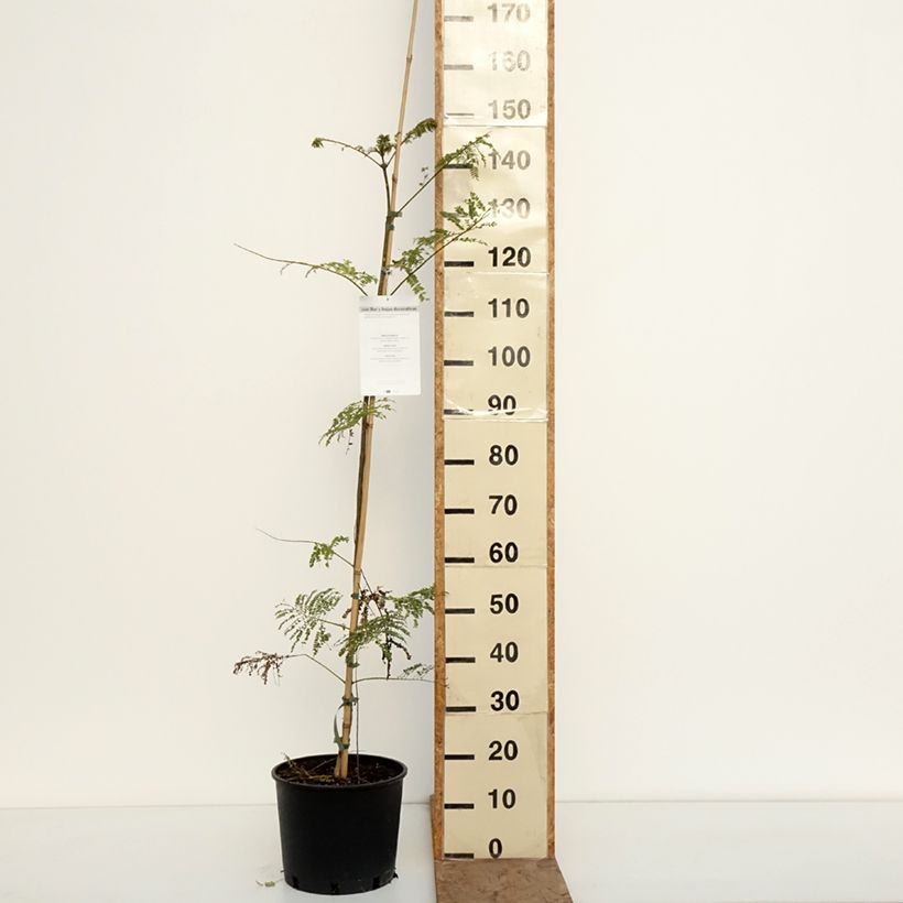Jacaranda mimosifolia Vaso da 7,5L/10L esemplare consegnato in inverno