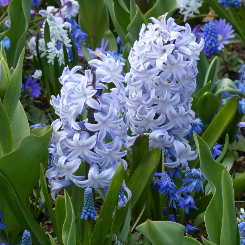 Giacinto Blue Eyes - Hyacinthus (Porto)