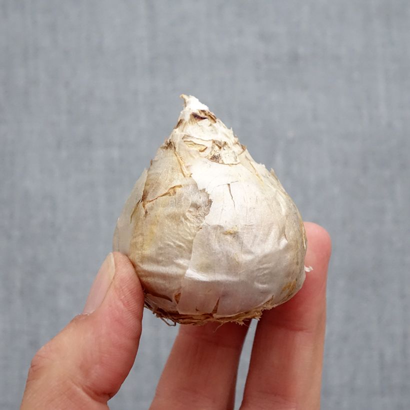 Esemplare di Giacinto City of Haarlem - Hyacinthus Bulbo taglia 17+ come consegnato in autunno