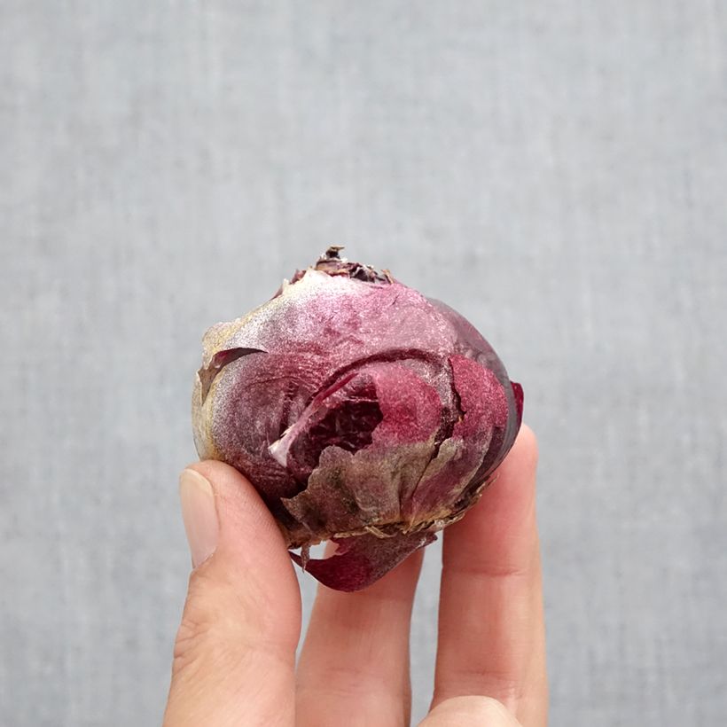 Esemplare di Giacinto Delft Blue - Hyacinthus Bulbo taglia 19+ come consegnato in autunno