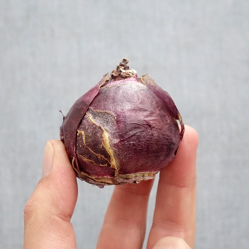 Esemplare di Giacinto Fondant - Hyacinthus Bulbo taglia 19+ come consegnato in autunno