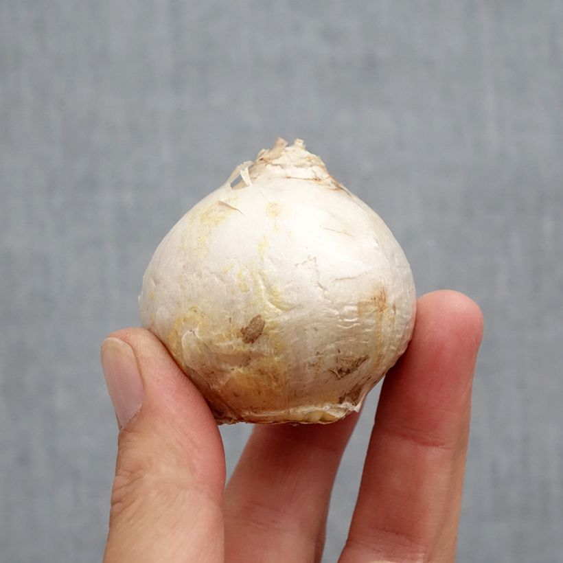 Esemplare di Giacinto Gipsy Princess - Hyacinthus Bulbo taglia 18+ come consegnato in autunno