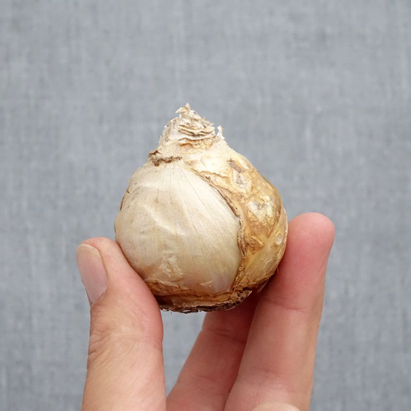 Esemplare di Giacinto Jan Bos (forzato) - Hyacinthus Bulbo taglia 17+ come consegnato in autunno