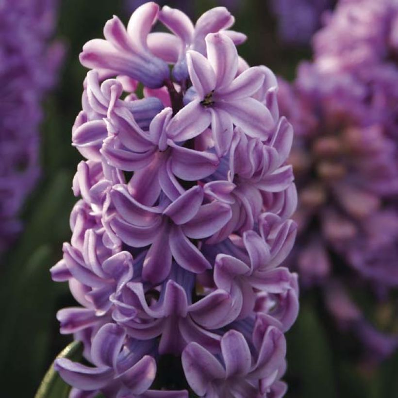 Giacinto Splendid Cornélia - Hyacinthus (Fioritura)