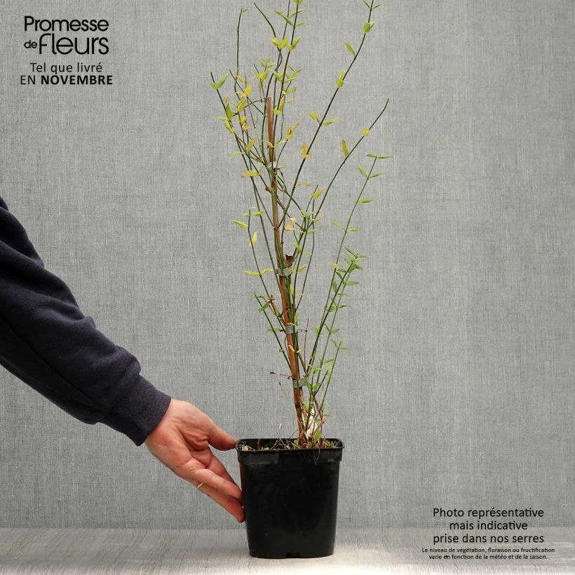 Esemplare di Jasminum beesianum - Gelsomino rosa Vaso da 2L/3L come consegnato in autunno