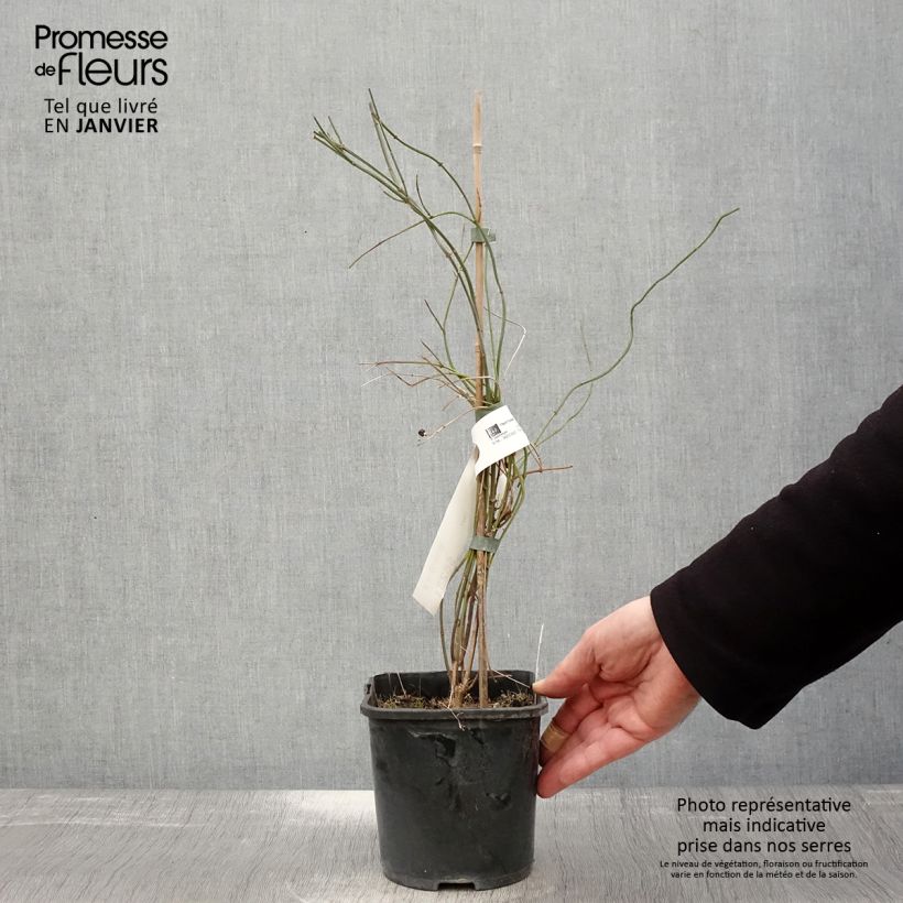 Jasminum beesianum - Gelsomino rosa Vaso da 2L/3L esemplare consegnato in inverno