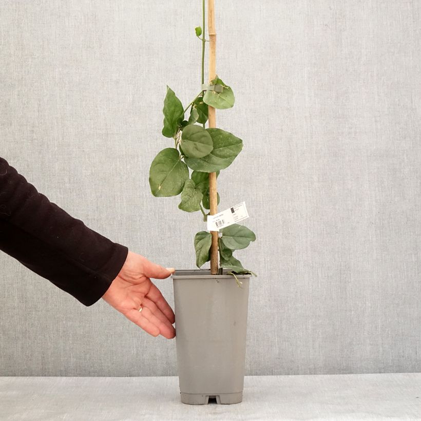 Jasminum sambac - Gelsomino arabo Vaso da 2L/3L esemplare consegnato in inverno