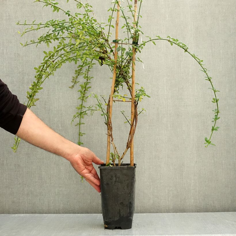 Esemplare di Jasminum nudiflorum - Gelsomino d'inverno Vaso da 2L/3L come consegnato in autunno