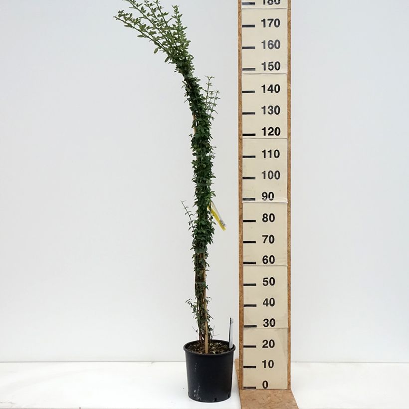 Esemplare di Jasminum nudiflorum - Gelsomino d'inverno Vaso da 7,5L/10L come consegnato in autunno