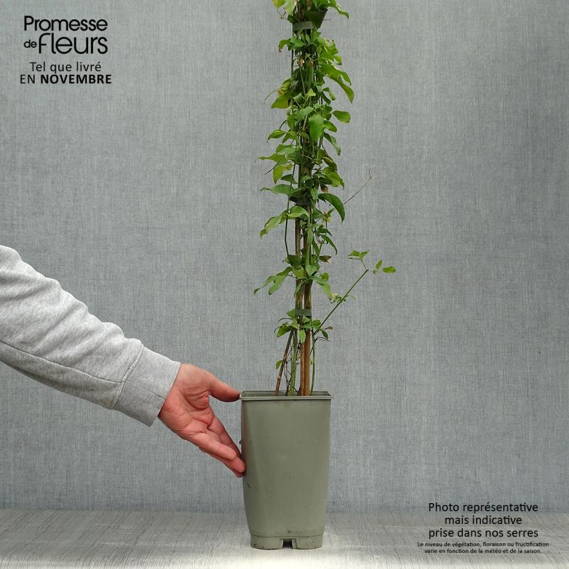 Esemplare di Jasminum azoricum - Gelsomino delle Azzorre Vaso da 2L/3L come consegnato in autunno
