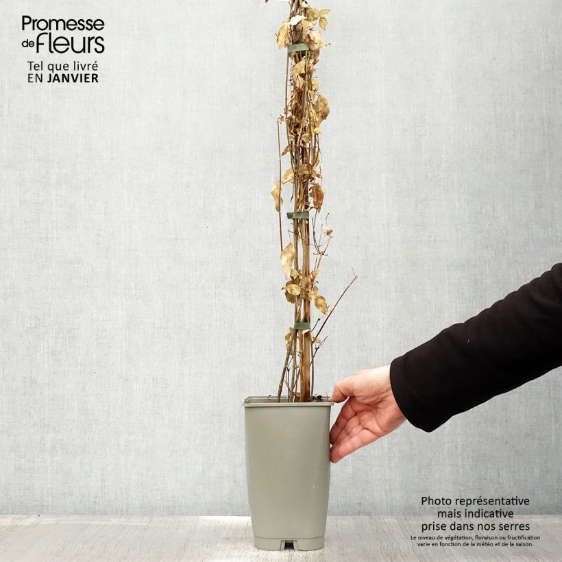 Jasminum azoricum - Gelsomino delle Azzorre Vaso da 2L/3L esemplare consegnato in inverno