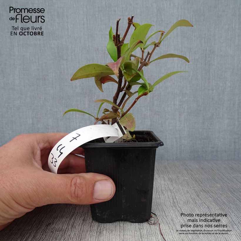 Esemplare di Trachelospermum jasminoides - Falso gelsomino Vasetto da 8/9 cm come consegnato in autunno