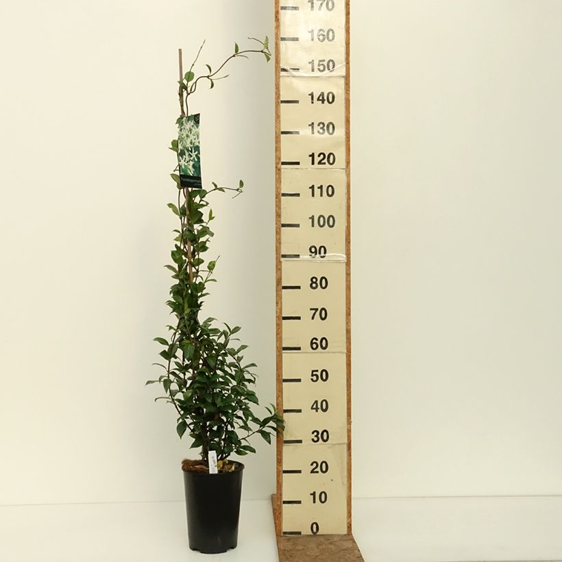 Esemplare di Trachelospermum jasminoides - Falso gelsomino Vaso da 4L/5L consegnato in estate