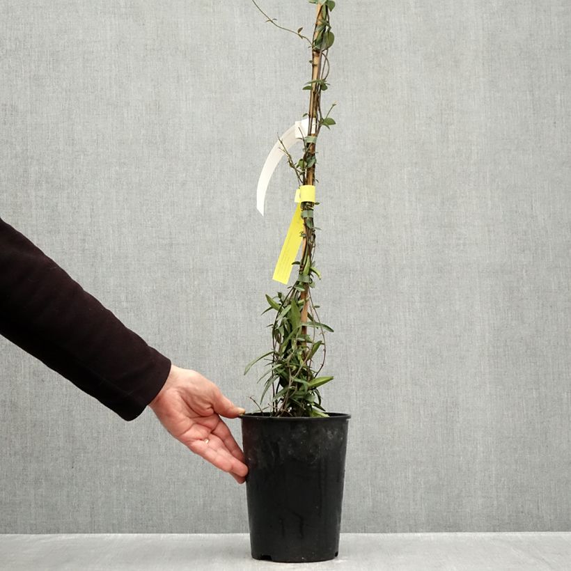 Esemplare di Trachelospermum jasminoides Waterwheel - Falso gelsomino Vaso da 3L/4L come consegnato in autunno