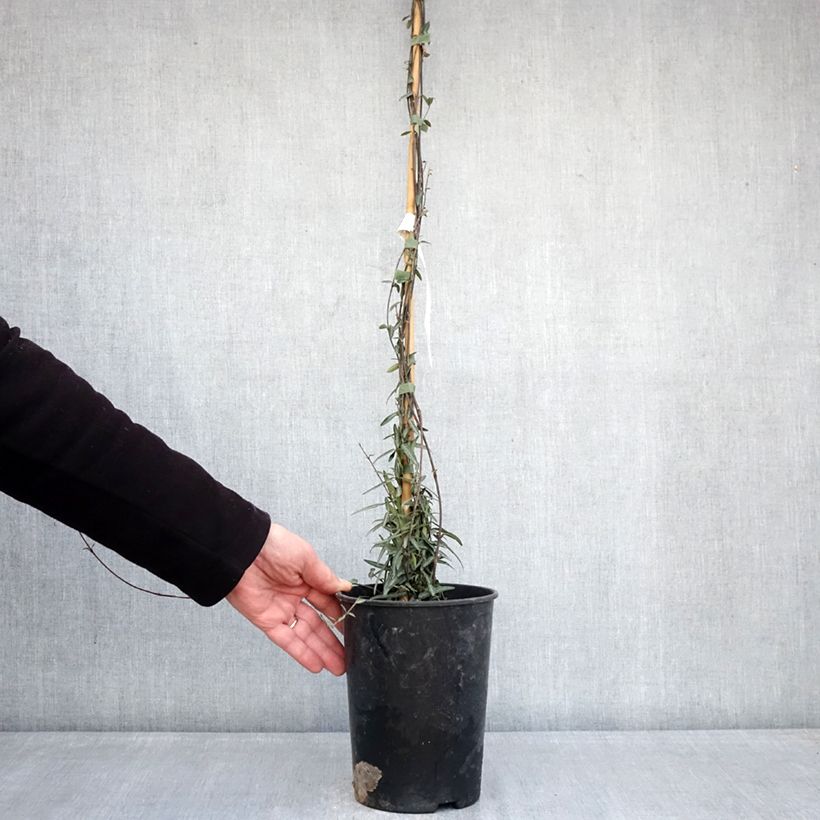 Trachelospermum jasminoides Waterwheel - Falso gelsomino Vaso da 3L/4L esemplare consegnato in inverno