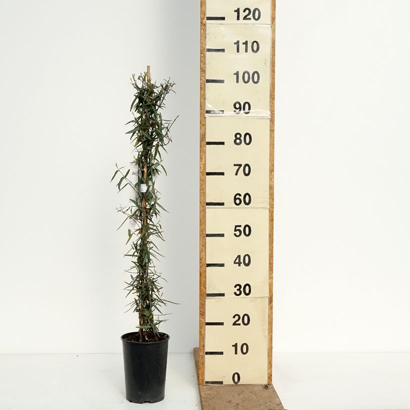Trachelospermum jasminoides Waterwheel - Falso gelsomino Vaso da 3L/4L esemplare consegnato in primavera