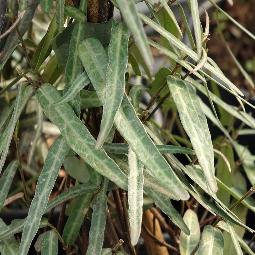 Trachelospermum jasminoides Waterwheel - Falso gelsomino (Fogliame)
