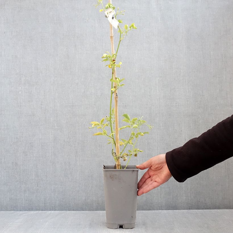 Esemplare di Jasminum humile Revolutum - Gelsomino Vaso da 3L/4L come consegnato in autunno