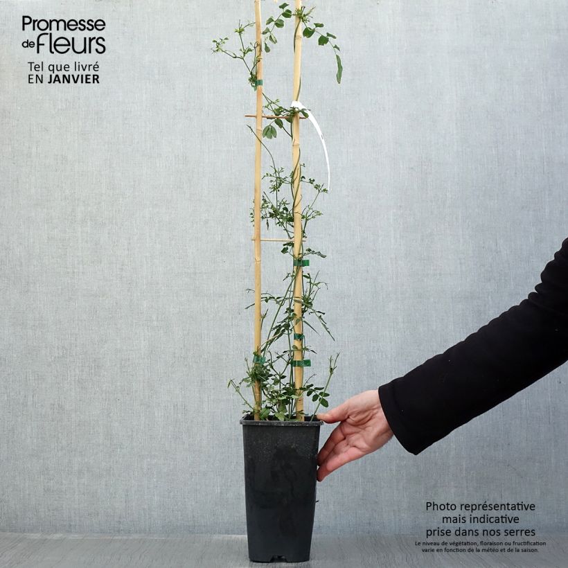 Jasminum polyanthum - Gelsomino marzolino Vaso da 2L/3L esemplare consegnato in inverno