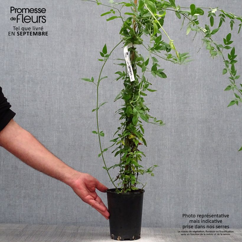 Esemplare di Jasminum stephanense - Gelsomino Vaso da 2L/3L come consegnato in autunno