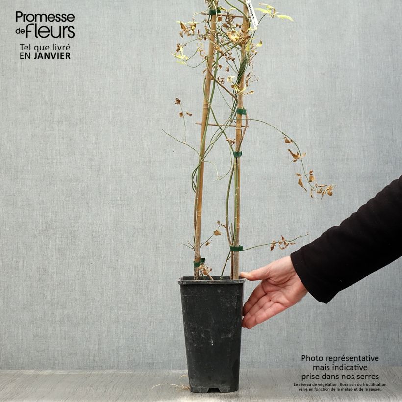 Jasminum stephanense - Gelsomino Vaso da 2L/3L esemplare consegnato in inverno