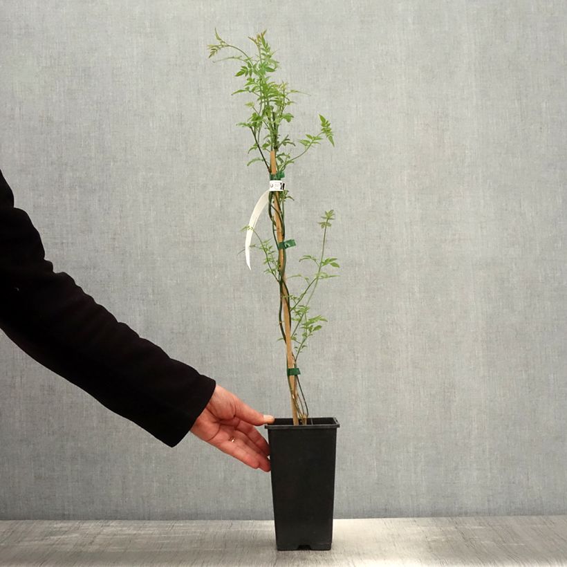 Jasminum officinalis Affinis - Gelsomino comune Vaso da 1,5L/2L esemplare consegnato in primavera