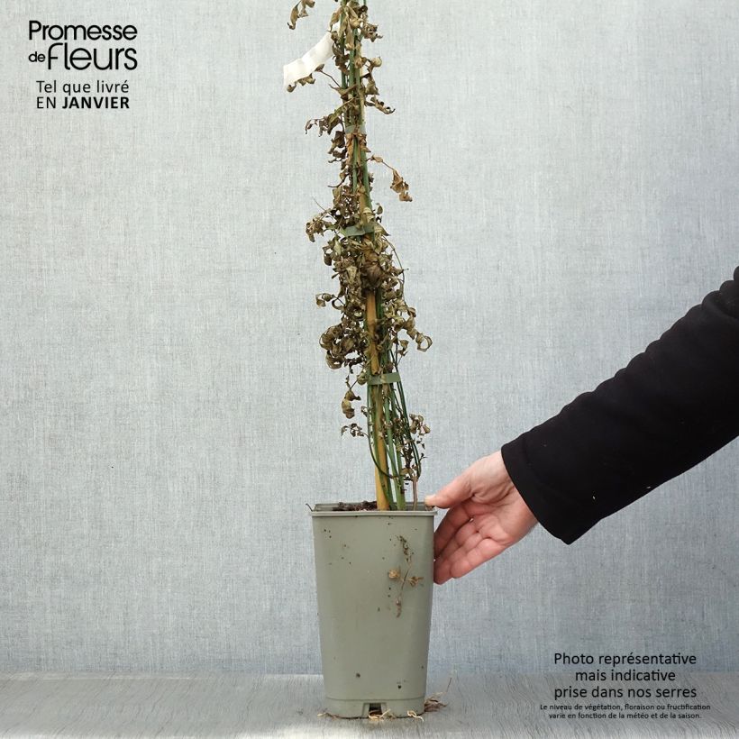 Jasminum officinalis Affinis - Gelsomino comune Vaso da 3L/4L esemplare consegnato in inverno