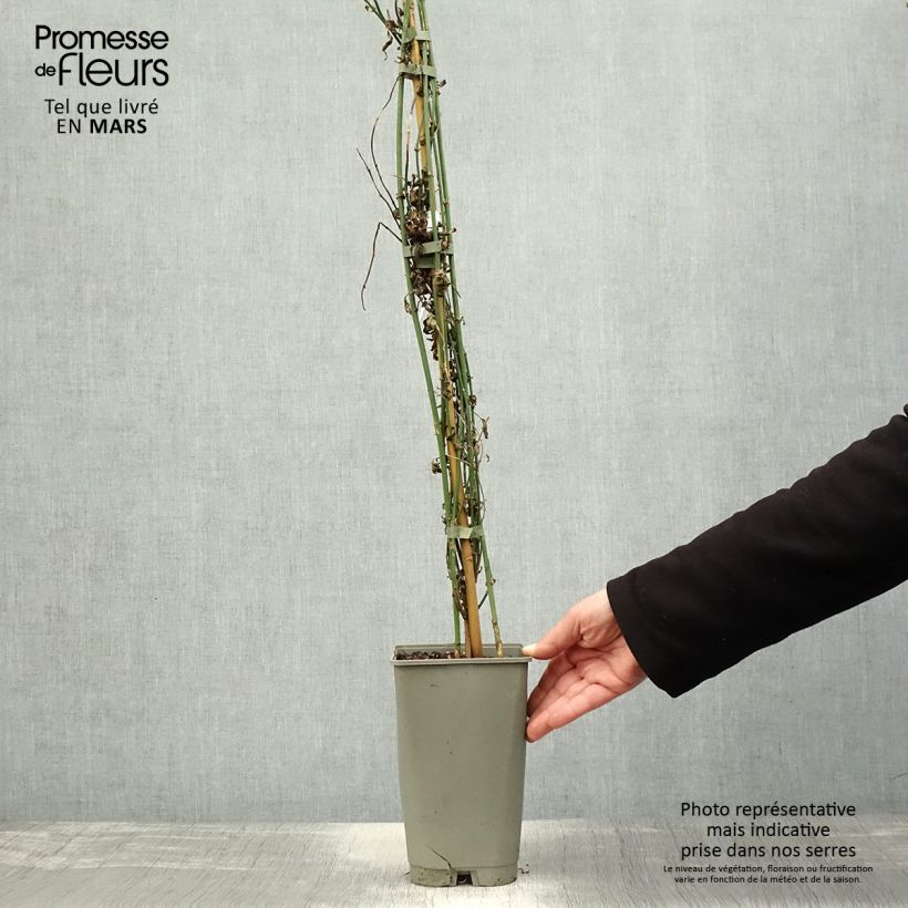 Jasminum officinalis Affinis - Gelsomino comune Vaso da 3L/4L esemplare consegnato in primavera