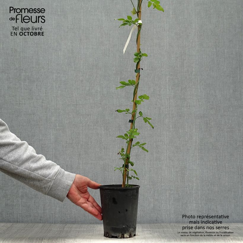 Esemplare di Jasminum officinale - Gelsomino comune Vaso da 2L/3L come consegnato in autunno
