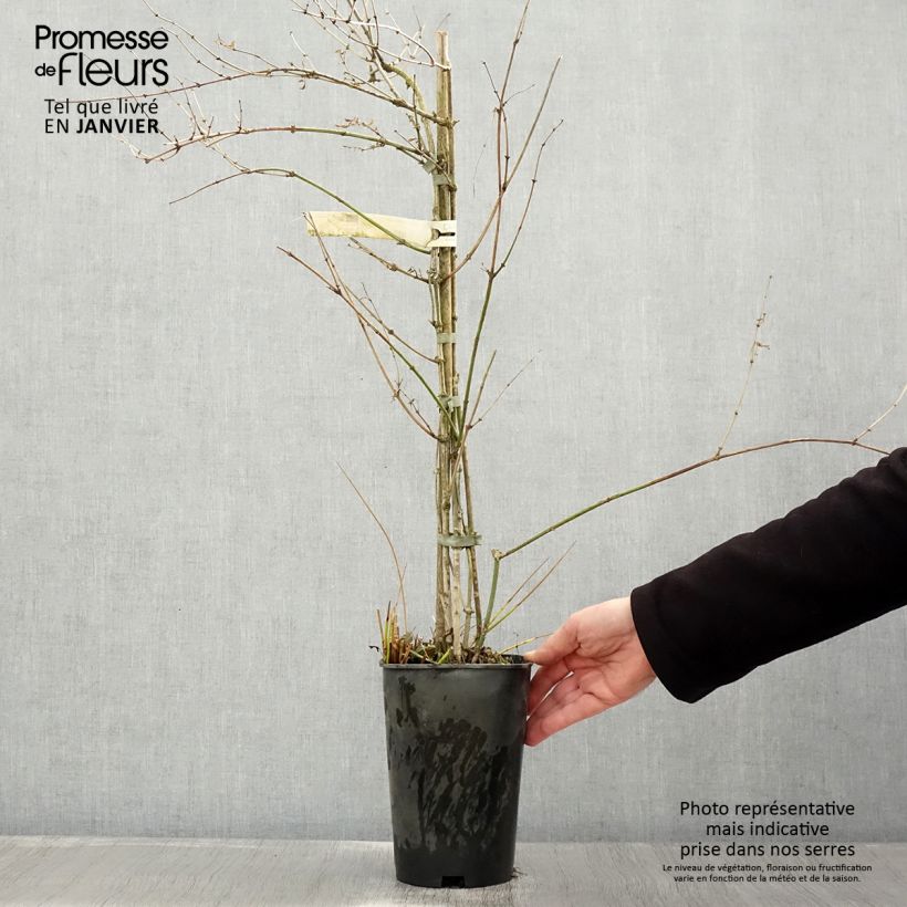 Jasminum officinale - Gelsomino comune Vaso da 2L/3L esemplare consegnato in inverno