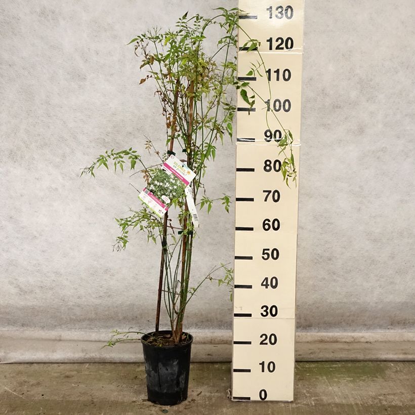 Esemplare di Jasminum officinale - Gelsomino comune Vaso da 4L/5L come consegnato in autunno