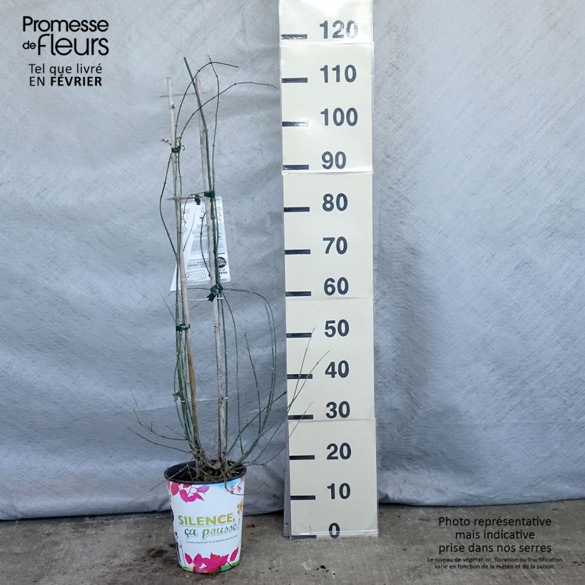 Jasminum officinale - Gelsomino comune Vaso da 4L/5L esemplare consegnato in inverno