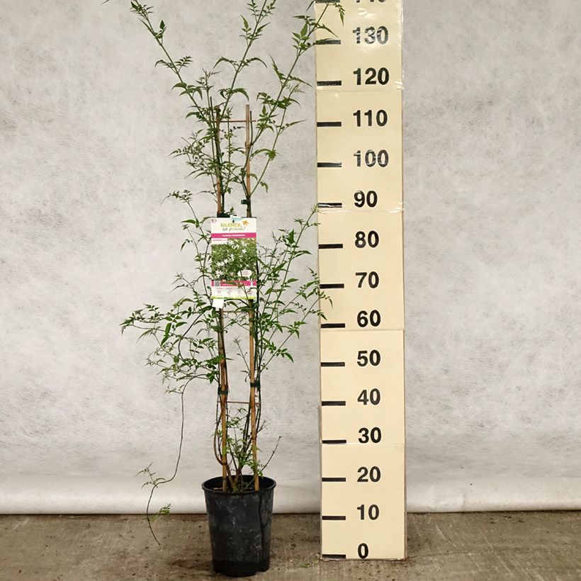 Jasminum officinale - Gelsomino comune Vaso da 4L/5L esemplare consegnato in primavera