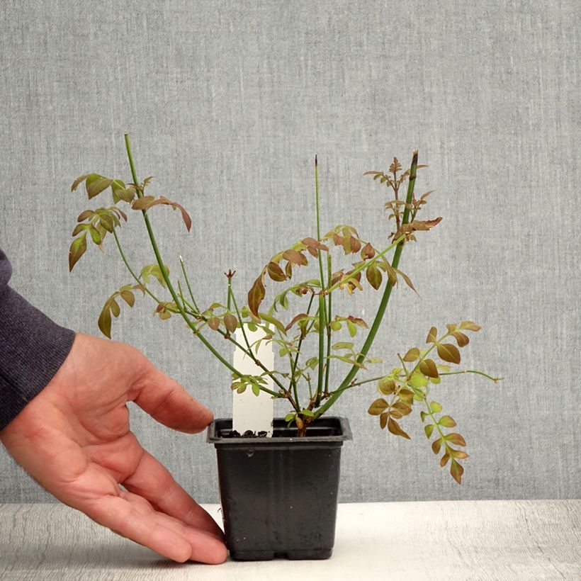 Esemplare di Jasminum officinale - Gelsomino comune Vasetto da 8/9 cm consegnato in estate