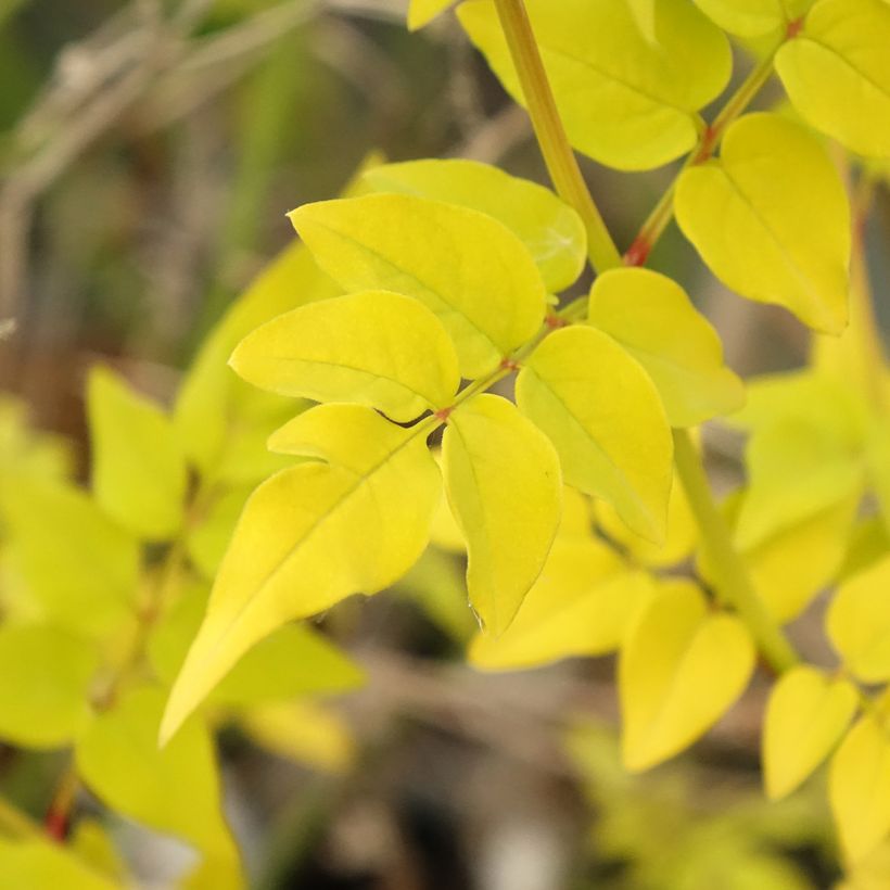 Jasminum officinalis Aureum - Gelsomino comune (Fogliame)