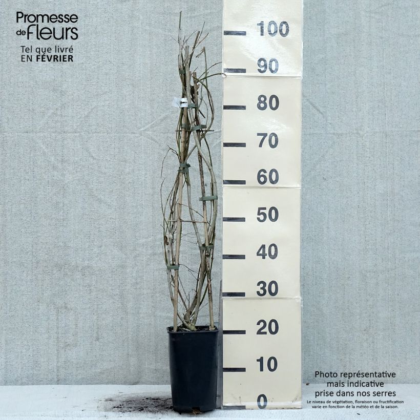 Jasminum mesnyi - Gelsomino di Mesny Vaso da 2L/3L esemplare consegnato in inverno