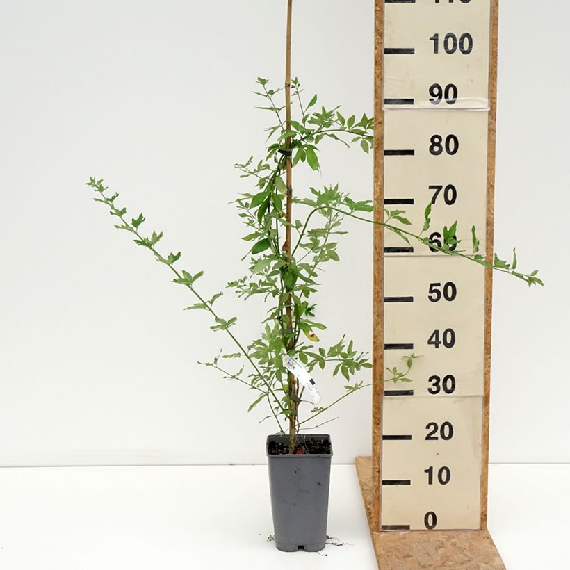 Esemplare di Jasminum mesnyi - Gelsomino di Mesny Vaso da 2L/3L consegnato in estate