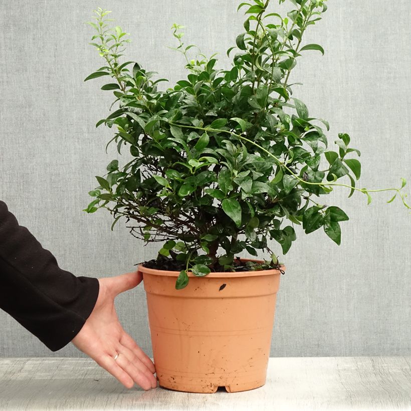 Esemplare di Jasminum multipartitum - Gelsomino di primavera Vaso da 2L/3L come consegnato in autunno