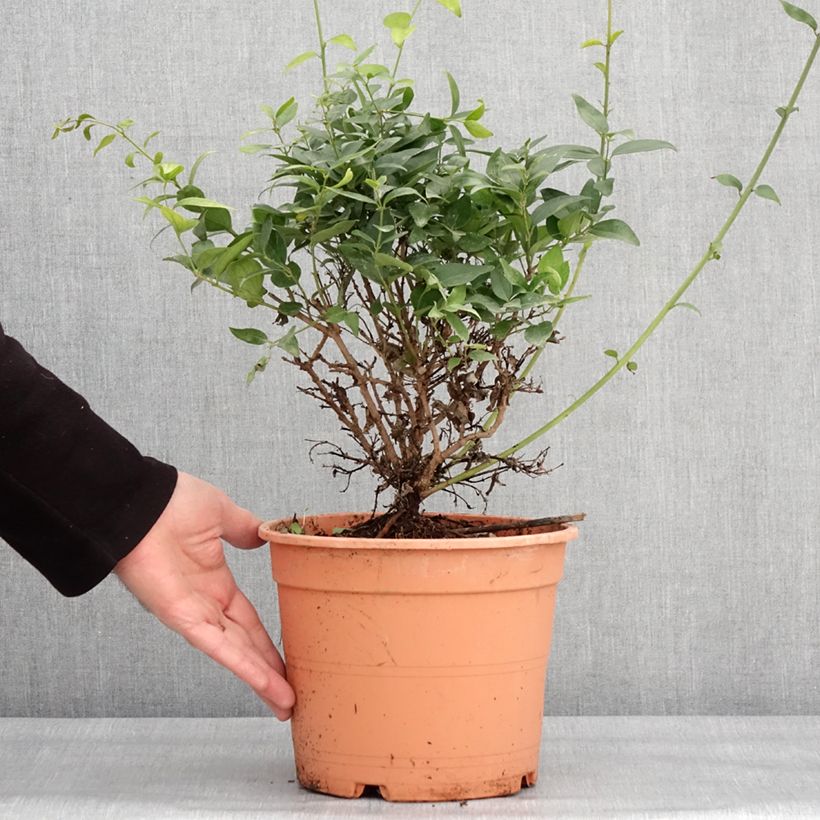 Jasminum multipartitum - Gelsomino di primavera Vaso da 2L/3L esemplare consegnato in inverno