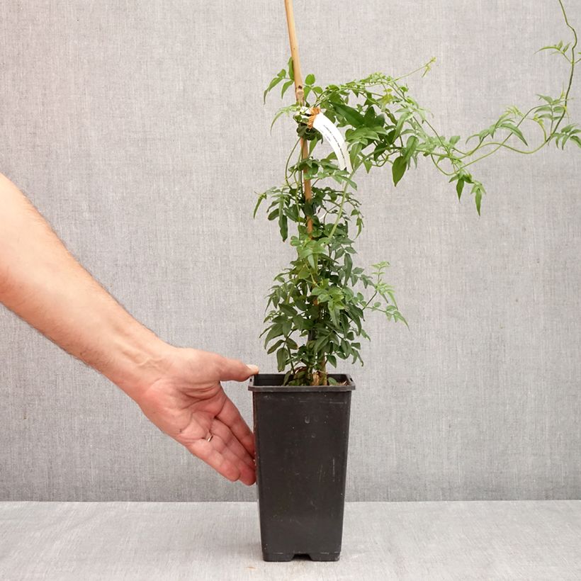 Esemplare di Jasminum Starry Night - Gelsomino Vaso da 1,5L/2L come consegnato in autunno