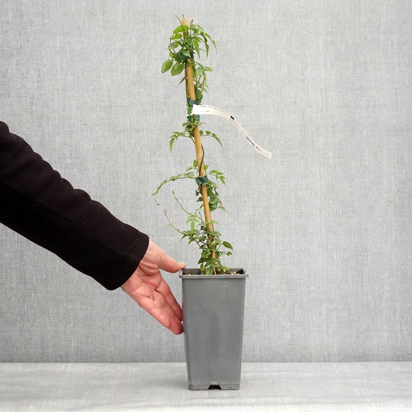 Jasminum Starry Night - Gelsomino Vaso da 1,5L/2L esemplare consegnato in inverno