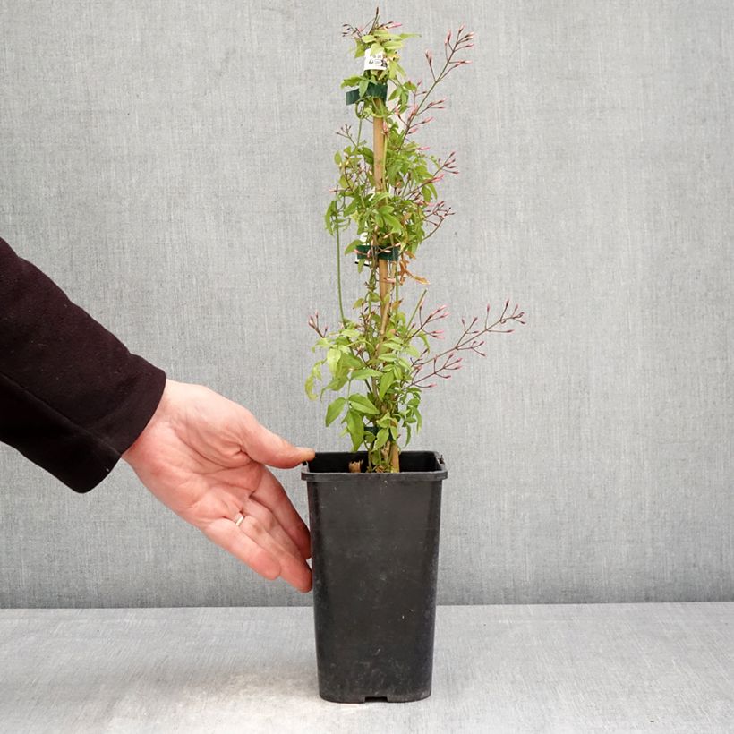 Jasminum Starry Night - Gelsomino Vaso da 1,5L/2L esemplare consegnato in primavera