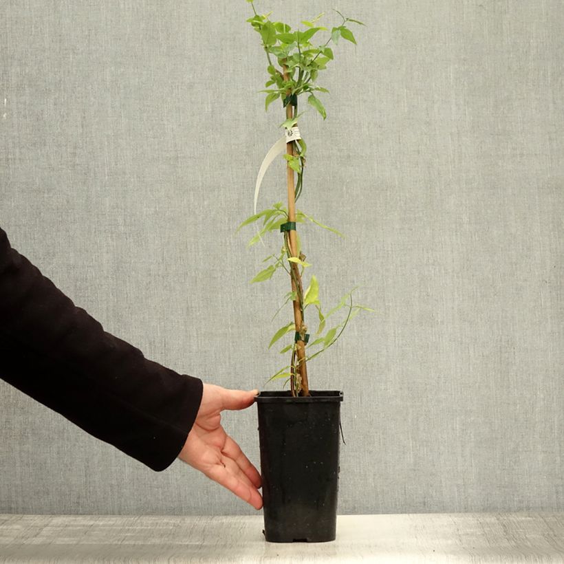 Esemplare di Jasminum stephanense Starry Summer Scent - Gelsomino Vaso da 1,5L/2L come consegnato in autunno