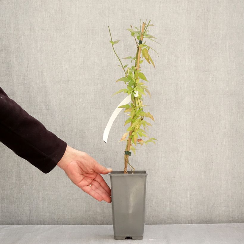 Esemplare di Jasminum stephanense Starry Summer Scent - Gelsomino Vaso da 1,5L/2L come consegnato in autunno